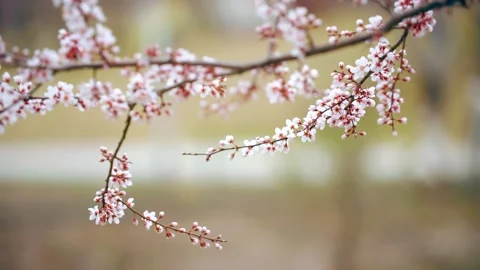 The poetic conception of early spring, a peach blossom branch swaying and bl 動画素材 257061065