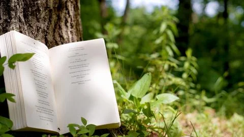 Poetry in the Woods Stock Photos