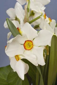 Poets daffodil Stock Photos
