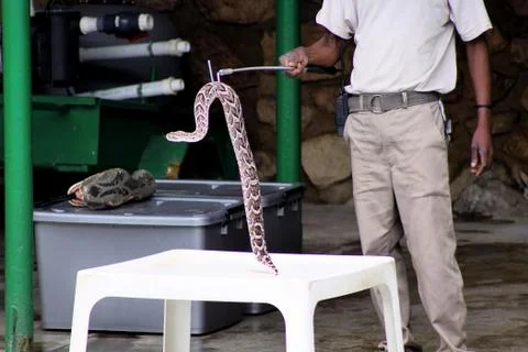 Pofadder venomous snake displayed Stock Photos