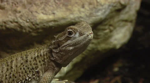 Pogona 02 Stock Footage 25858677