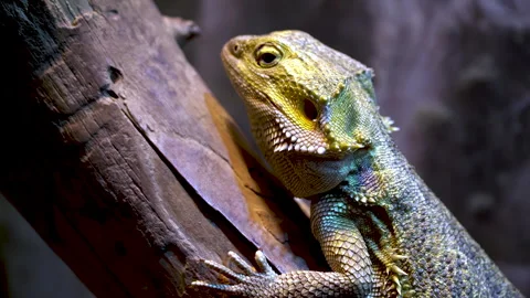 Pogona barbata. An eastern bearded dragon lizard lurking on a tree branch Stock Footage 252450701