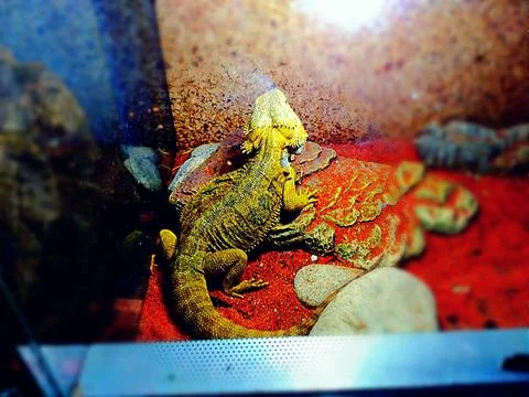 Pogona Stock Photos