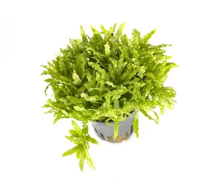 Pogostemon helferi in studio Stock Photos
