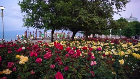 Pogradec park Video stock 313558366