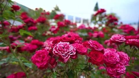 Pogradec red roses Video stock 313558476