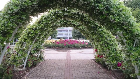 Pogradec rose graden Video stock 312672856
