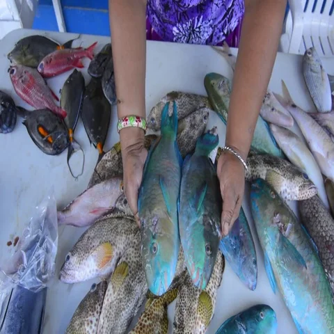 Pohnpei Micronesia close up of fresh fish for sale in capital downtown Kolonia Vídeos de archivo 69668434