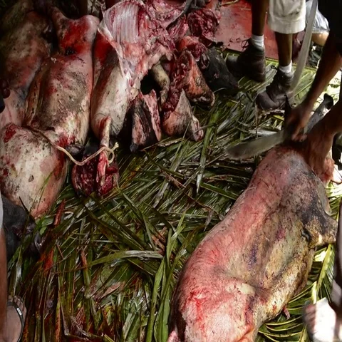 Pohnpei Micronesia men using knives to cut pig meat for celebration party on the 動画素材 69668243