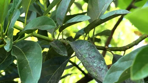 Pohon Alpukat1 Stock Footage 344745537