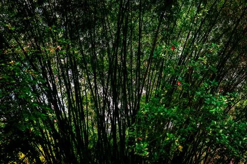 Pohon Bambu Stock Photos