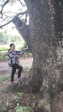 Pohon Besar Stock Photos