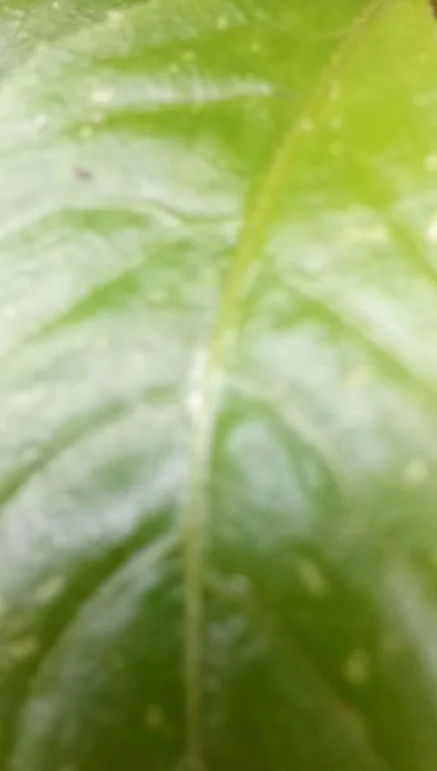 Pohon kecil Video stock 230127911