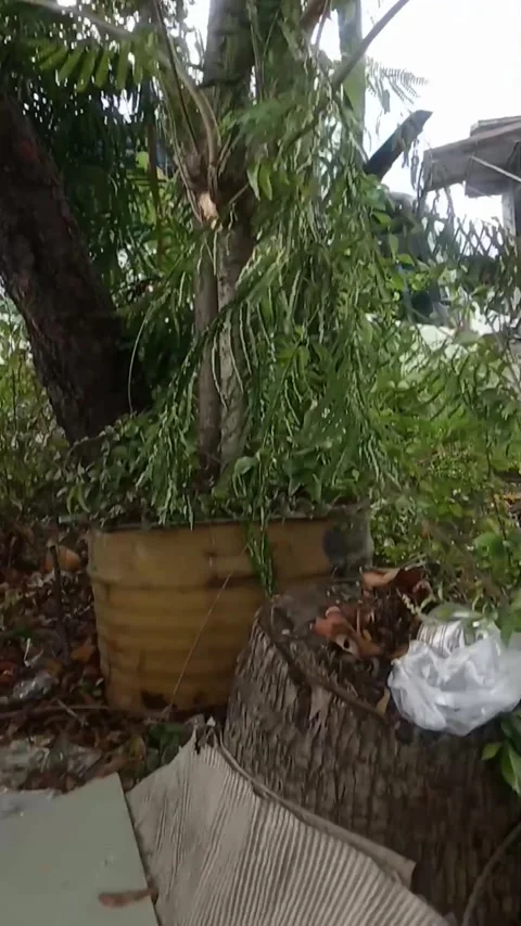 Pohon kelapa Stock Footage 225825088