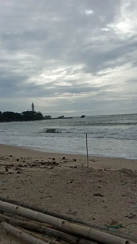 Pohon kelapa Stock Footage 233703083