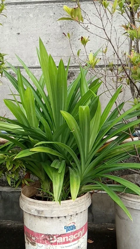 Pohon pandan Stock Footage 230209154