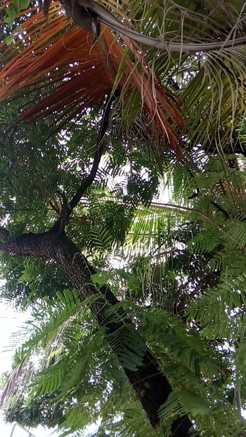 Pohon rindang Stock Footage 223999845