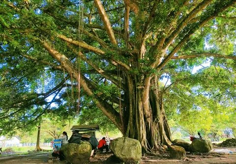 Pohon surga 写真素材