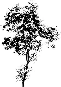 Pohon1 스톡 일러스트