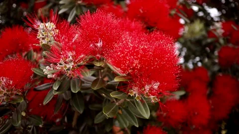 Pohutakawa Close Up Stock Footage 149345449