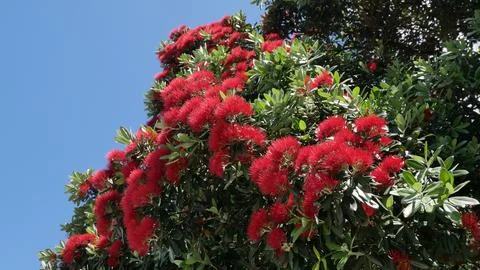 POHUTUKAWA IN COLOUR Foto stock