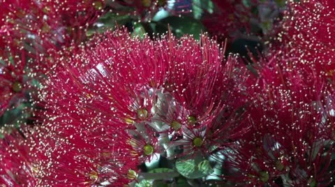 Pohutukawa flower - close up Stock Footage 16747850