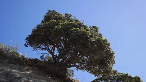 Pohutukawa tree Video stock 23064050