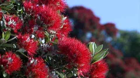 Pohutukawa Tree Stock Footage 325748529
