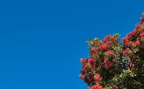 Pohutukawa Tree Stock Photos
