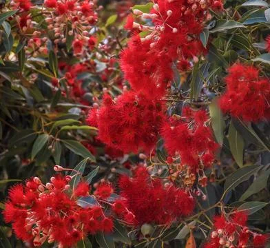 A Pohutukawa Tree 库存照片