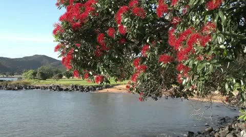 Pohutukawa tree at Waitangi Stock Footage 16752292