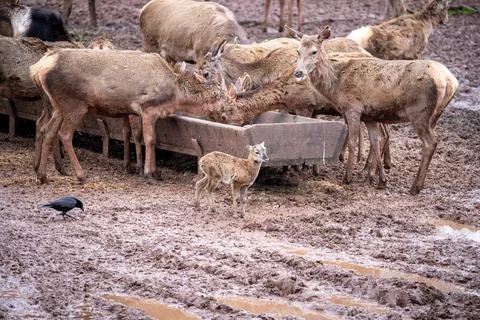 A poignant scene captures a group of red deer, including a young fawn, gather Stock Photos