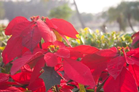 Poinesettia. Stock Photos