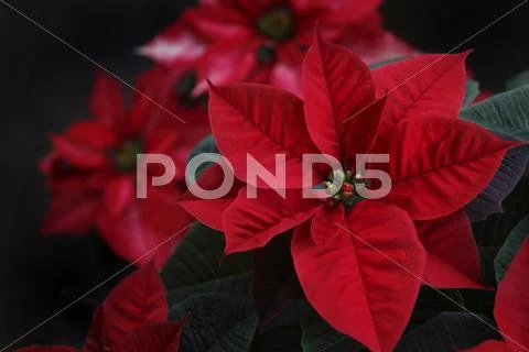 Poinsettia Stock Photos