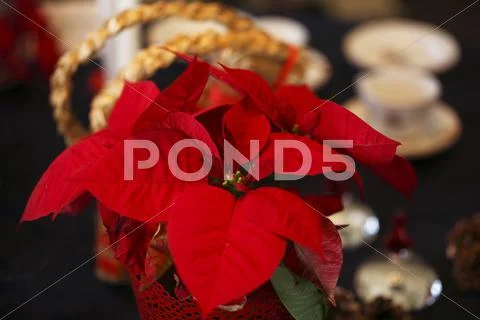 Poinsettia Stock Photos