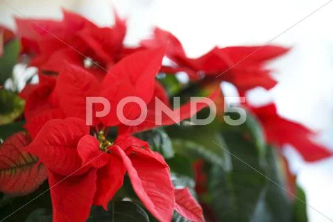 Poinsettia Stock Photos