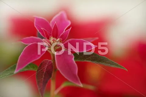 Poinsettia Stock Photos