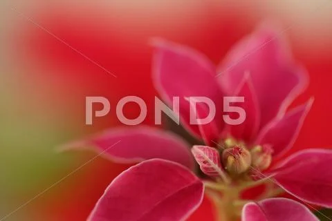 Poinsettia Stock Photos