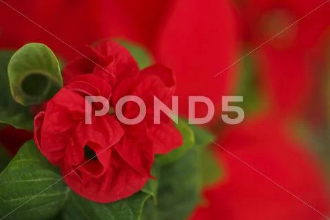 Poinsettia Stock Photos
