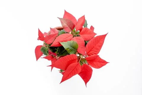 The poinsettia red flowers Euphorbia, The Flower of the Christmas, close up Stock Photos