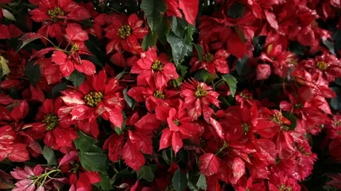 Poinsettias Stock Footage 85652391
