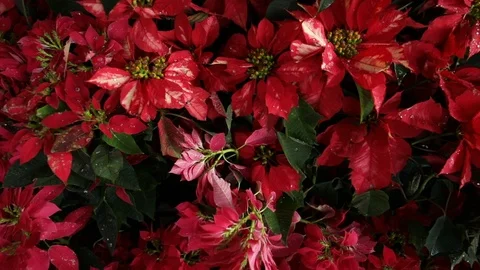 Poinsettias Stock Footage 85652395