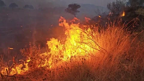 Point of flame in a forest fire Stock Footage 330925572