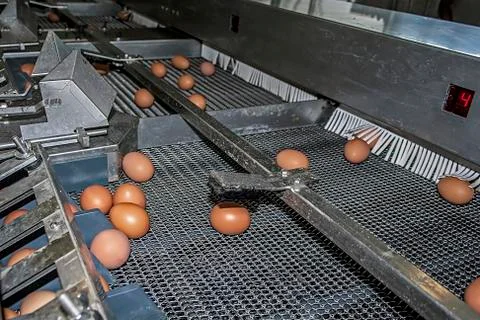 Point grading eggs Stock Photos
