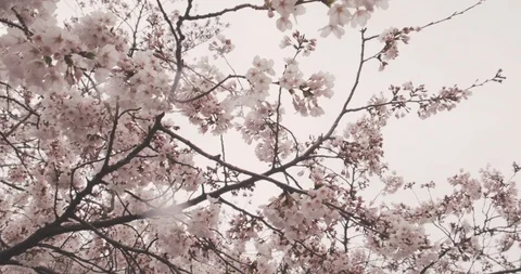 POINT OF INTEREST: cherry blossoms bloom, POV low angle steady dolly shot Vídeo Stock 106474662