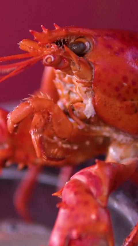 Point of interest lobster cooking in table wood The lobster is getting ready Video stock 296224786