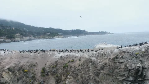Point Lobos with lots of birds, camera pans left and right Stock Footage 240663031