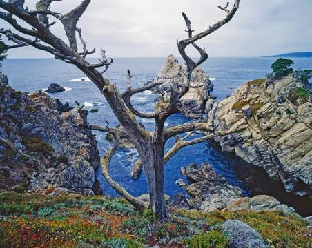 Point Lobos Stock Photos