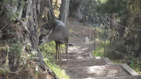 Point Lobos State National Reserve Stock Footage 101488418