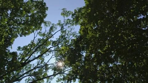 Point Pelee Drive POV view up look out from the car. Driving under canopy o.. Stock Footage 246248792